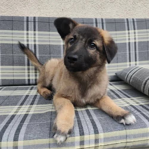 Felek, male 3yo Mixed Breed for adoption at Fundacja Puszatek, Warszawa