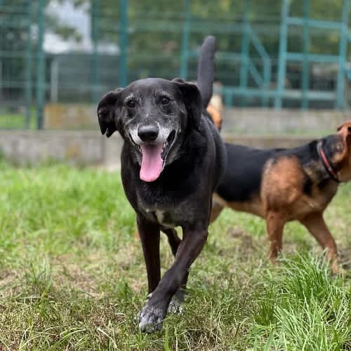 𝘽𝙖𝙠𝙞, male puppy Mixed Breed for adoption at Fundacja Puszatek, Warszawa