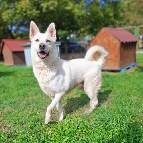 Nuka, female puppy Mixed Breed for adoption at Fundacja Puszatek, Warszawa