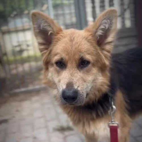 Lusia, female puppy Mixed Breed for adoption at Fundacja Puszatek, Warszawa