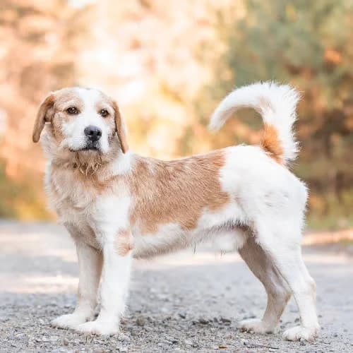 pewny siebie OLMO, male 3yo Mixed Breed for adoption at Fundacja Puszatek, Warszawa