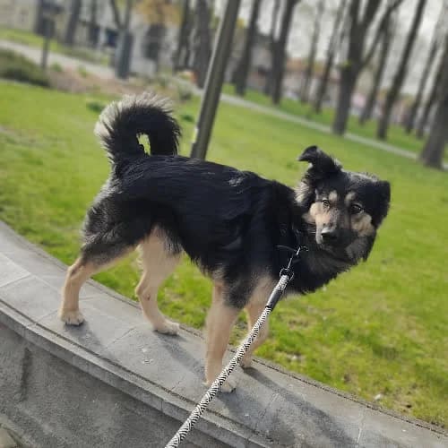 Franek, male young Mixed Breed for adoption at Fundacja Puszatek, Warszawa