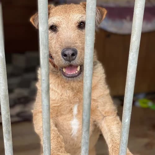 Oregon, male puppy Mixed Breed for adoption at Fundacja Puszatek, Warszawa