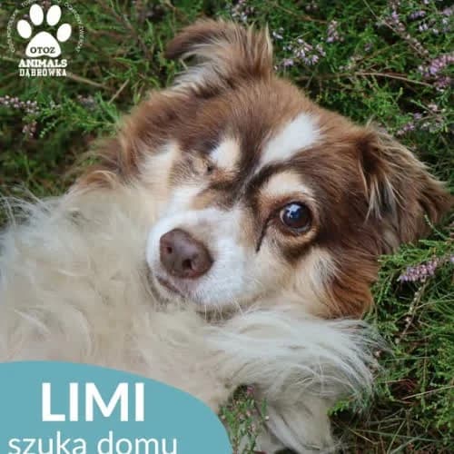 Limi, male senior Mixed Breed for adoption at Fundacja Puszatek, Warszawa