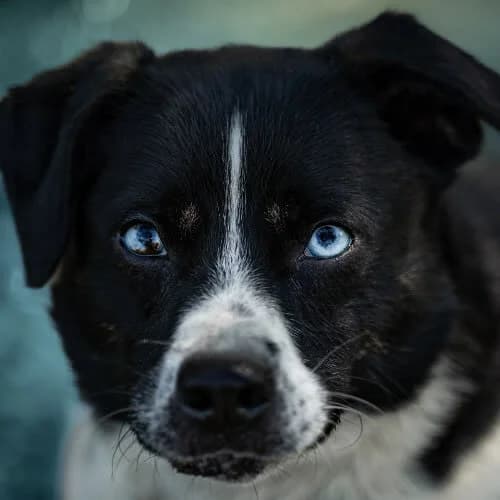 aktywny XAVI, male puppy Mixed Breed for adoption at Fundacja Puszatek, Warszawa