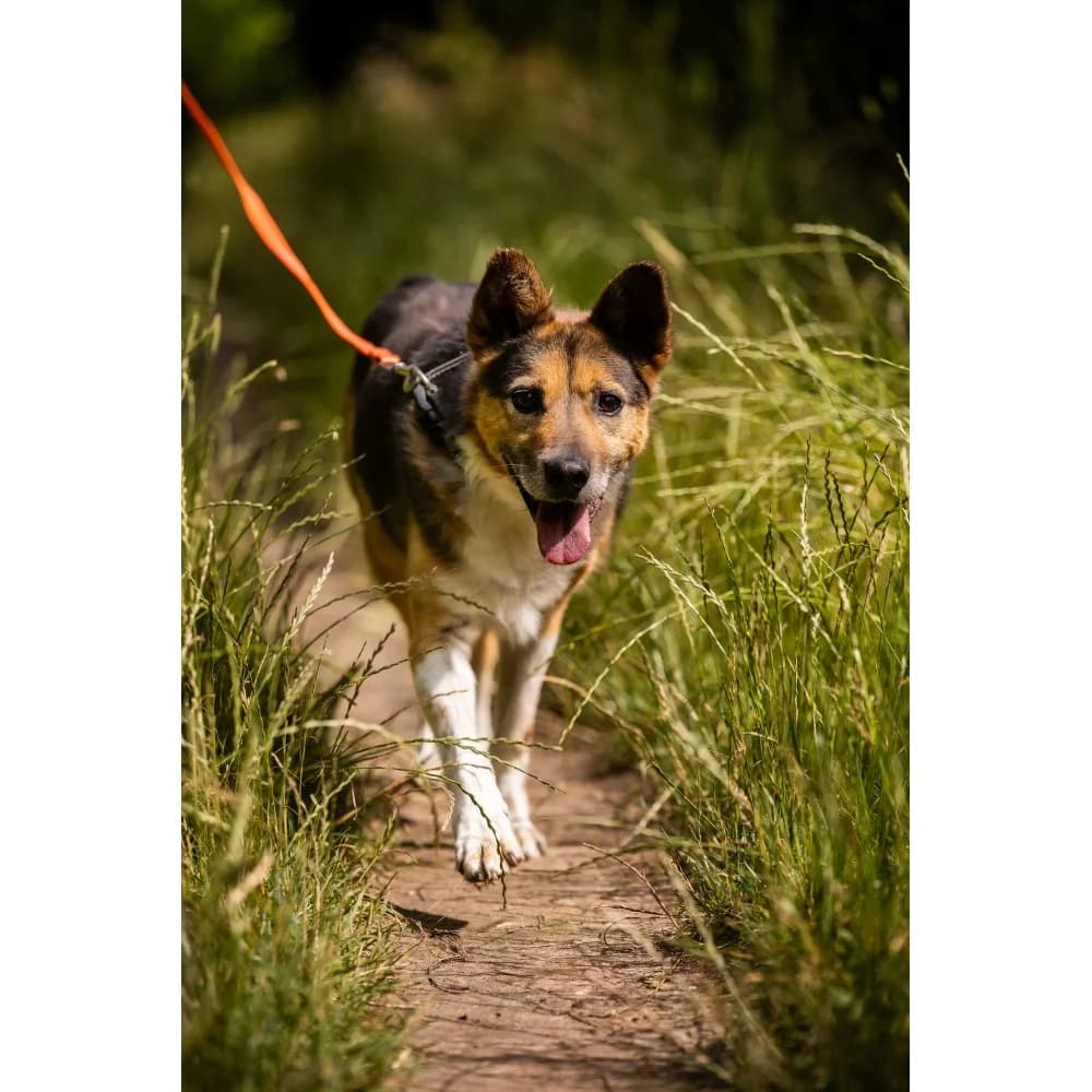 Santos, male senior Mixed Breed for adoption at Schronisko Bialystok, Białystok