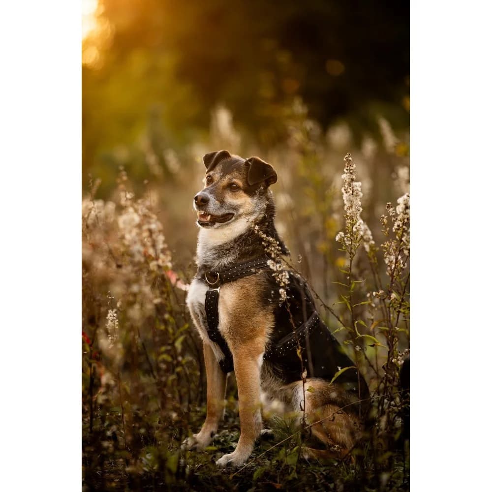 Tinaja, female senior Mixed Breed for adoption at Schronisko Bialystok, Białystok