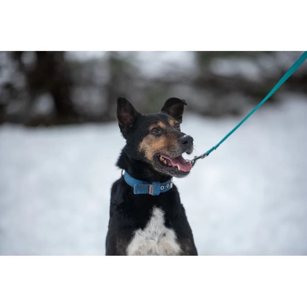Iskra, female senior Mixed Breed for adoption at Schronisko Bialystok, Białystok