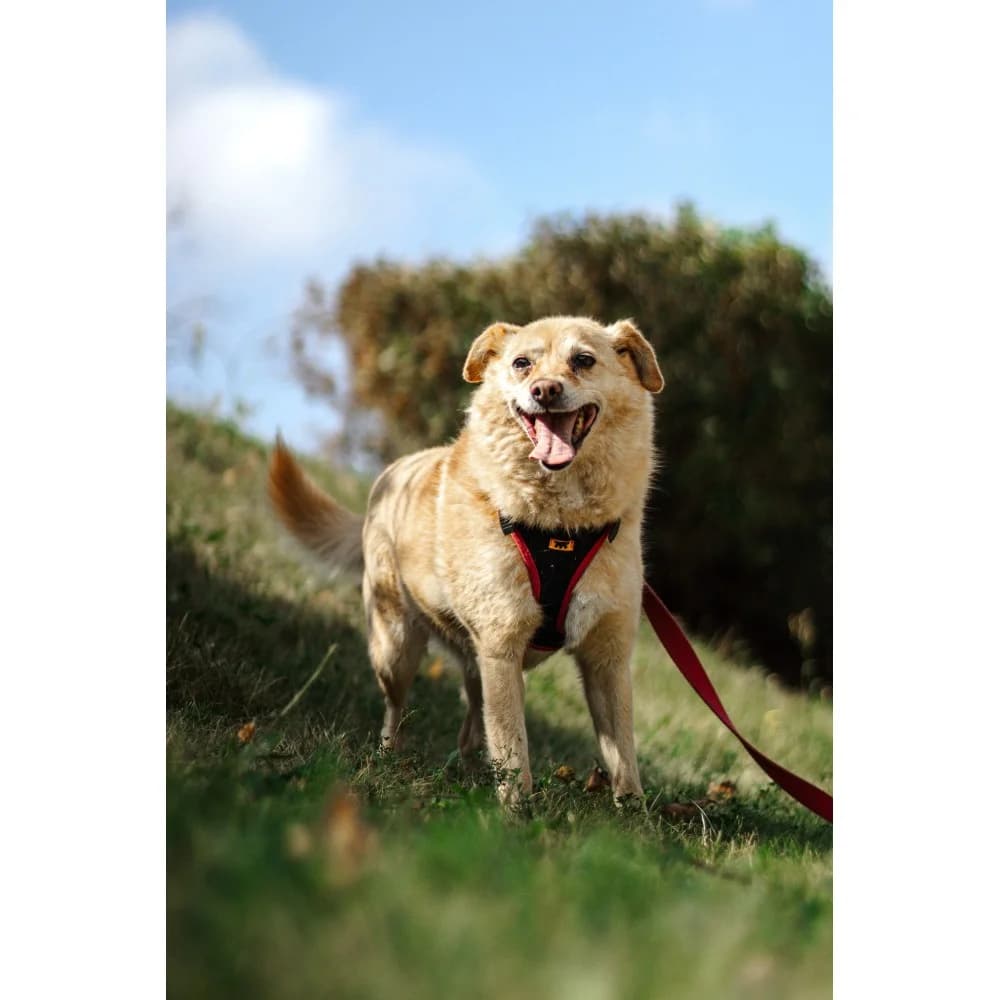 Fitka, female senior Mixed Breed for adoption at Schronisko Bialystok, Białystok