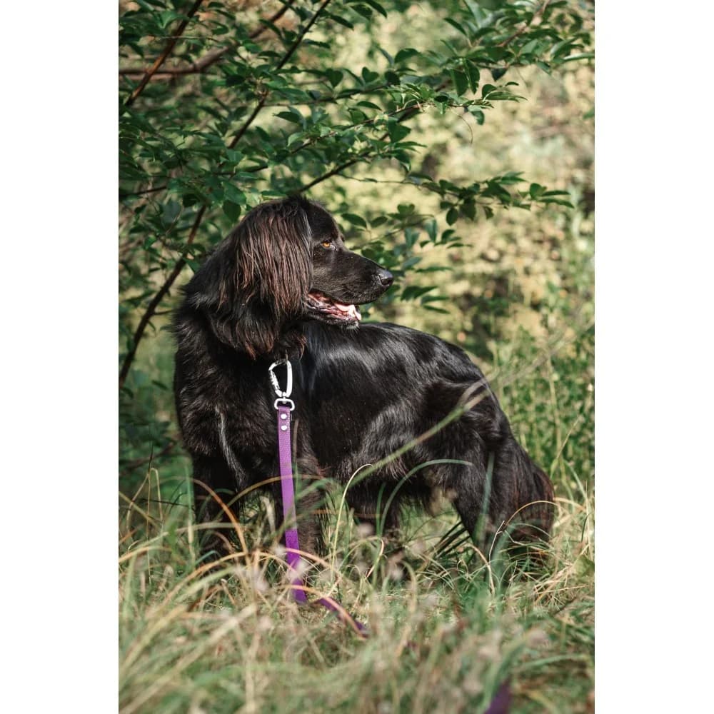 Słowik, male senior Mixed Breed for adoption at Schronisko Bialystok, Białystok