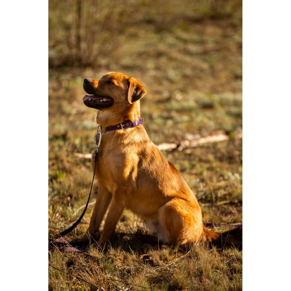 Marcel, male senior Mixed Breed for adoption at Schronisko Bialystok, Białystok