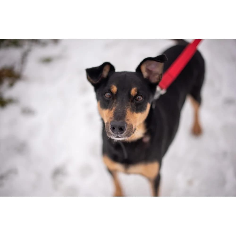 Mikuś, male senior Mixed Breed for adoption at Schronisko Bialystok, Białystok