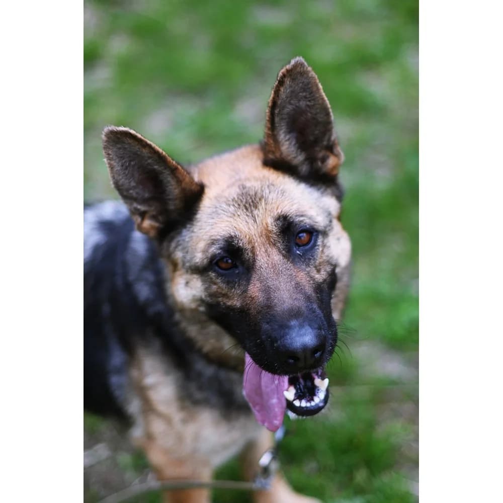 Rewa, female Mixed Breed for adoption at Schronisko Bialystok, Białystok
