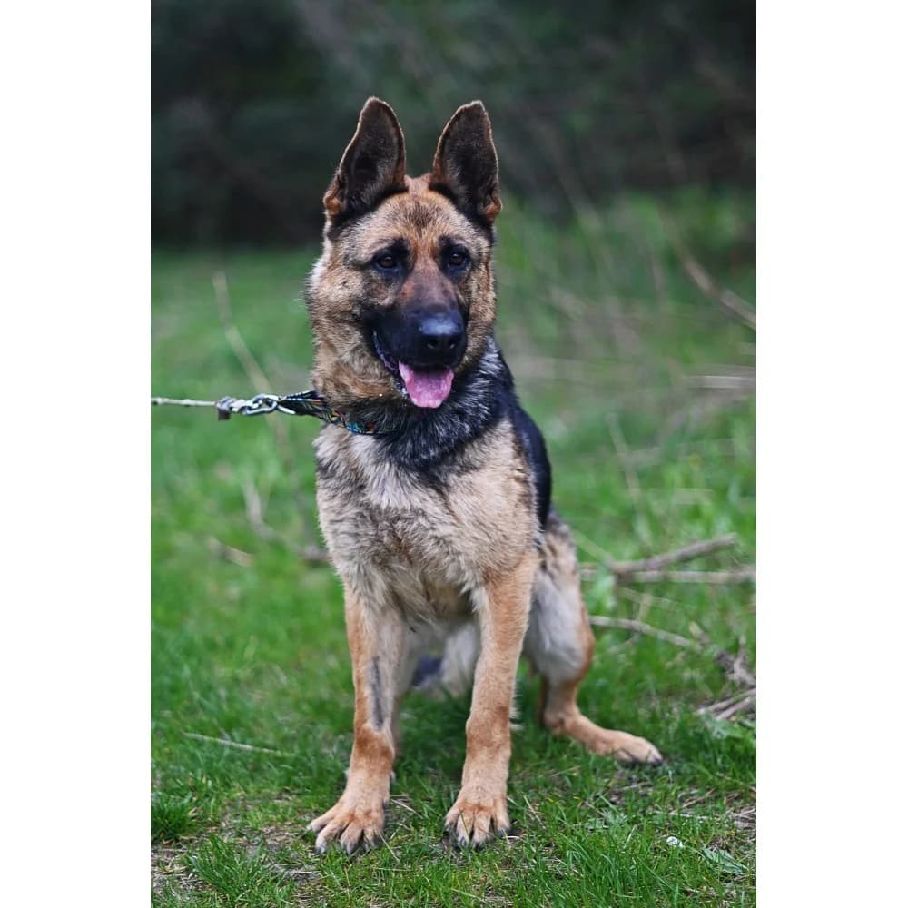 Rewa, female senior Mixed Breed for adoption at Schronisko Bialystok, Białystok