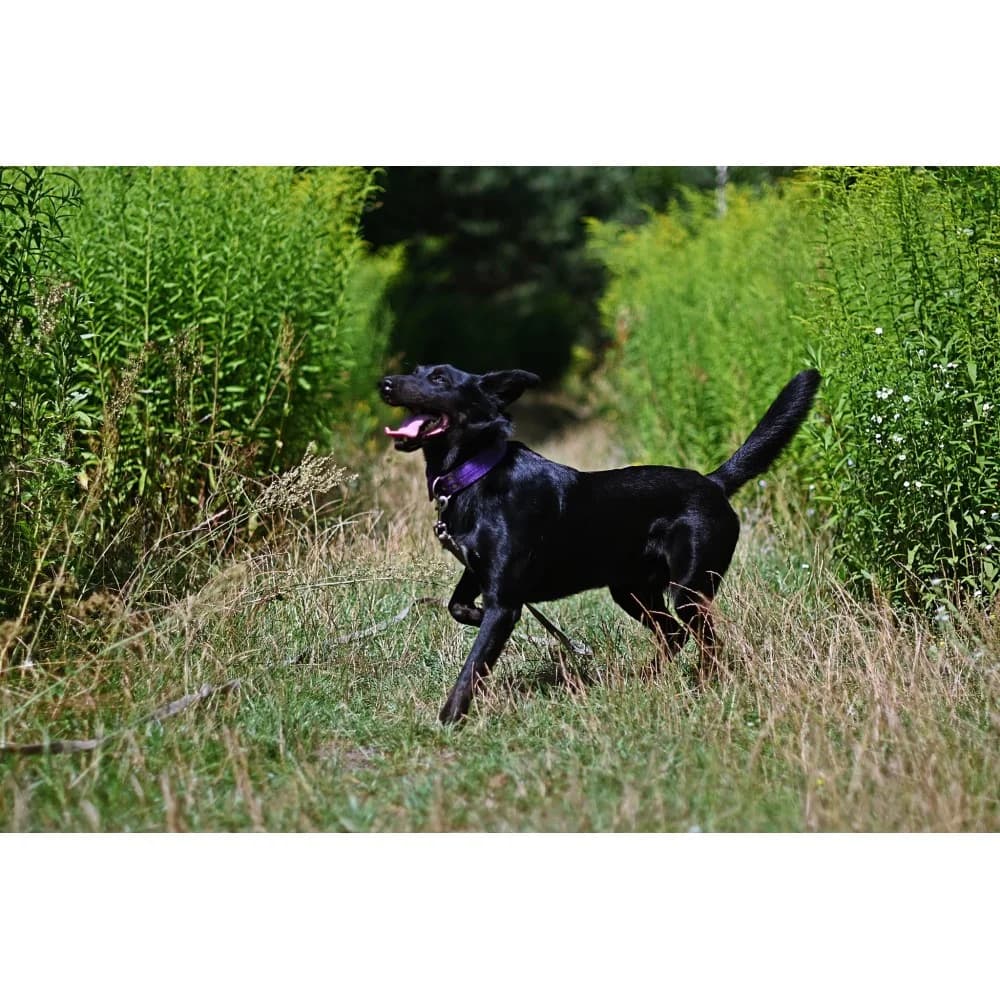 Węglik-2, male Mixed Breed for adoption at Schronisko Bialystok, Białystok