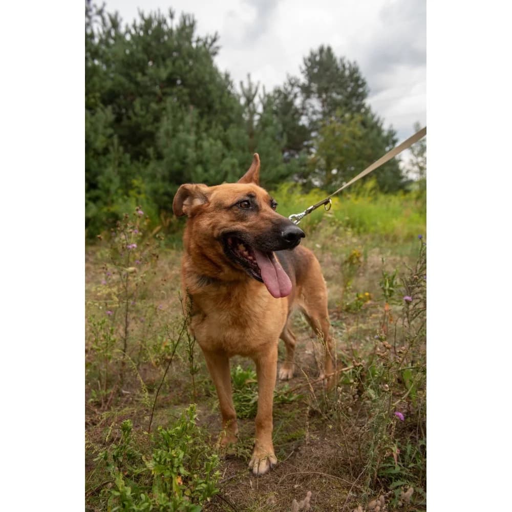 Puchatek, male Mixed Breed for adoption at Schronisko Bialystok, Białystok
