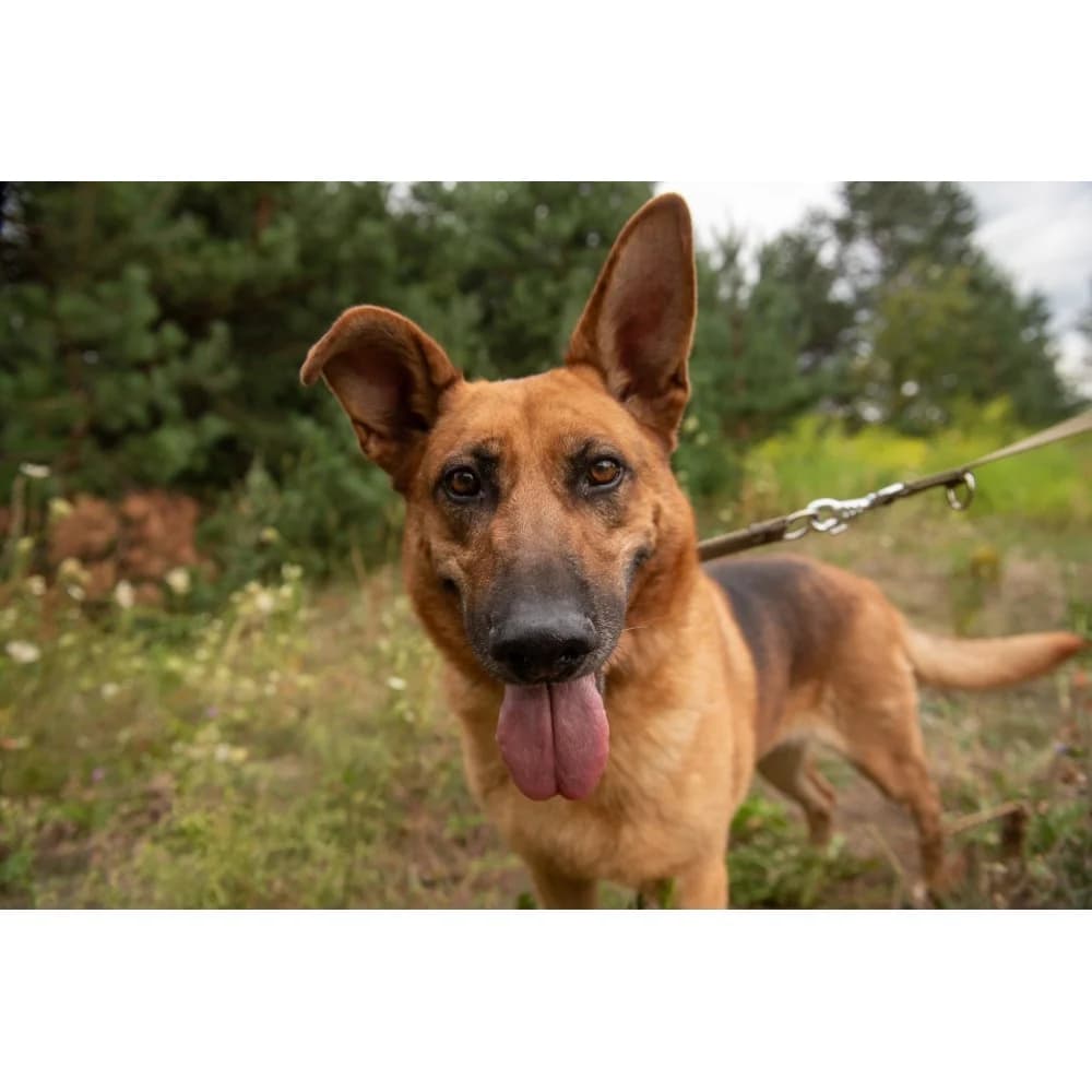 Puchatek, male senior Mixed Breed for adoption at Schronisko Bialystok, Białystok