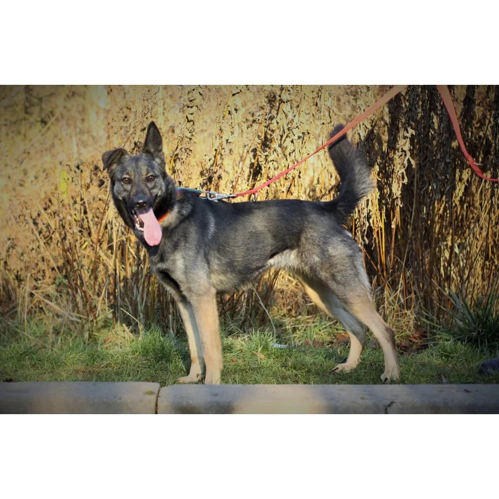 Vita-2, female Mixed Breed for adoption at Schronisko Bialystok, Białystok