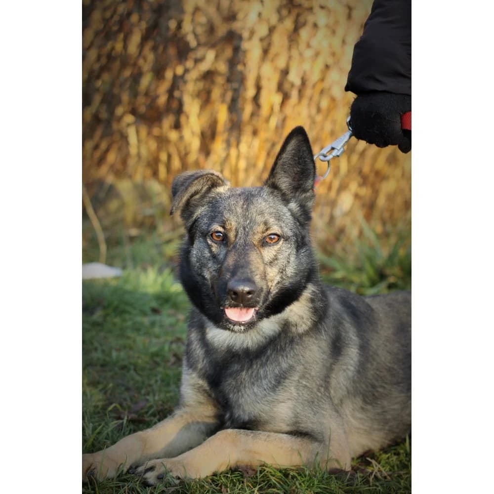 Vita-2, female senior Mixed Breed for adoption at Schronisko Bialystok, Białystok