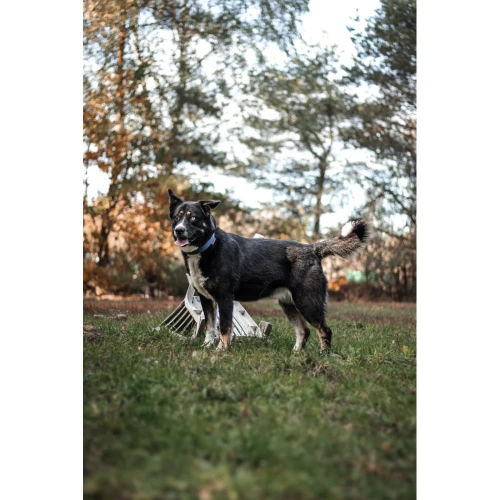 Ziaja, female senior Mixed Breed for adoption at Schronisko Bialystok, Białystok