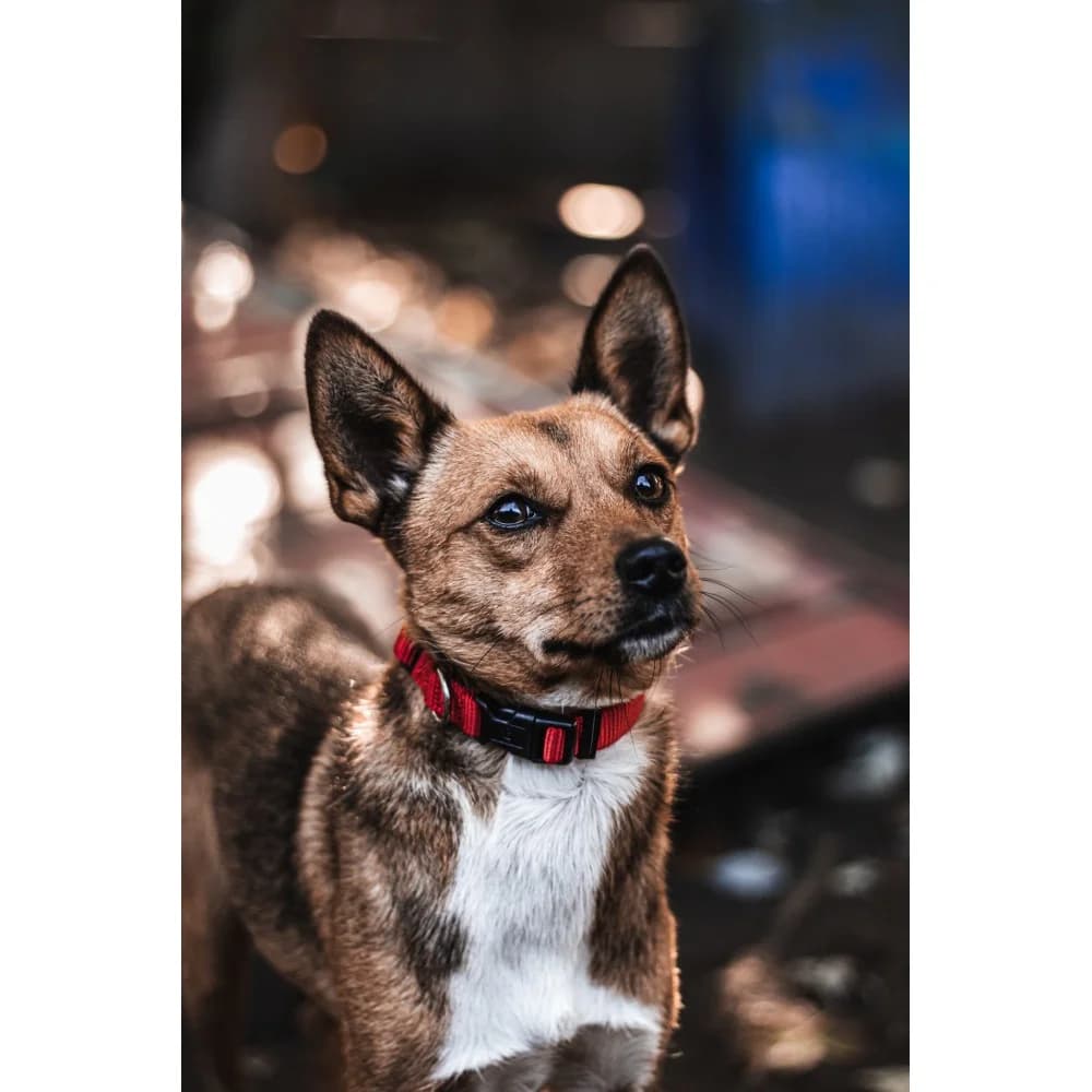 Spajk, male senior Mixed Breed for adoption at Schronisko Bialystok, Białystok