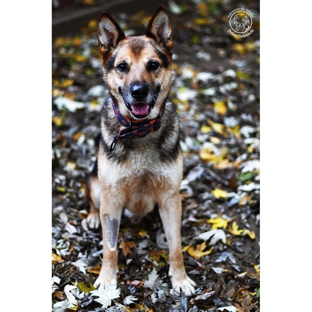 Buniek, male senior Mixed Breed for adoption at Schronisko Bialystok, Białystok
