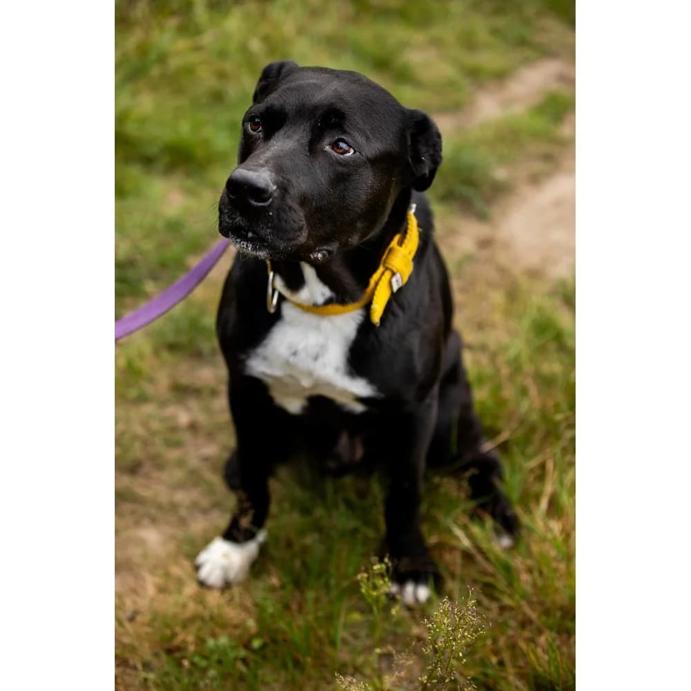 Hilton, male senior Mixed Breed for adoption at Schronisko Bialystok, Białystok