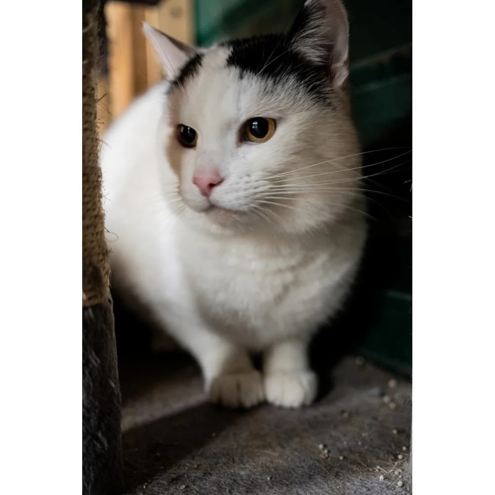 Gisli, male senior Mixed Breed for adoption at Schronisko Bialystok, Białystok