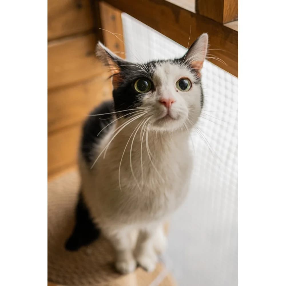 Cyzia, female senior Mixed Breed for adoption at Schronisko Bialystok, Białystok