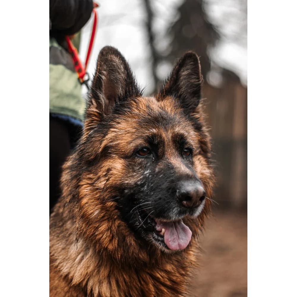 Noxa, female senior Mixed Breed for adoption at Schronisko Bialystok, Białystok