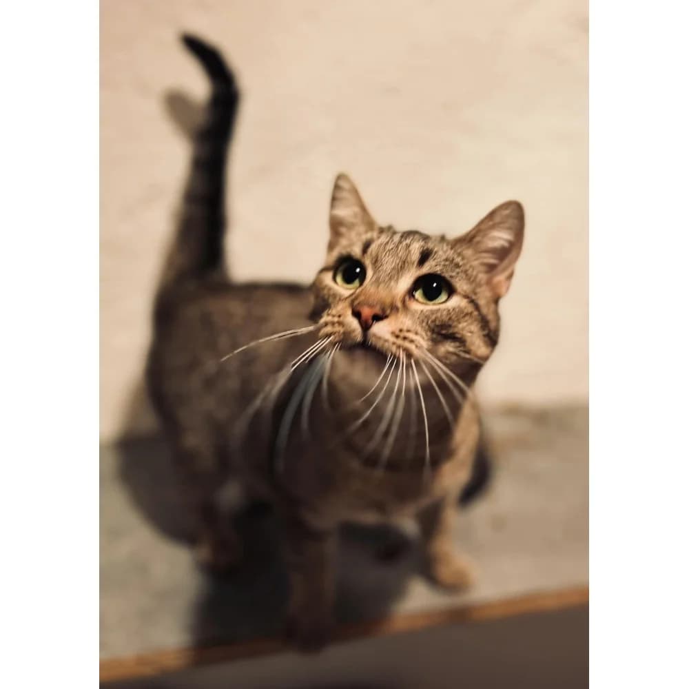 Kituśka, female senior Mixed Breed for adoption at Schronisko Bialystok, Białystok