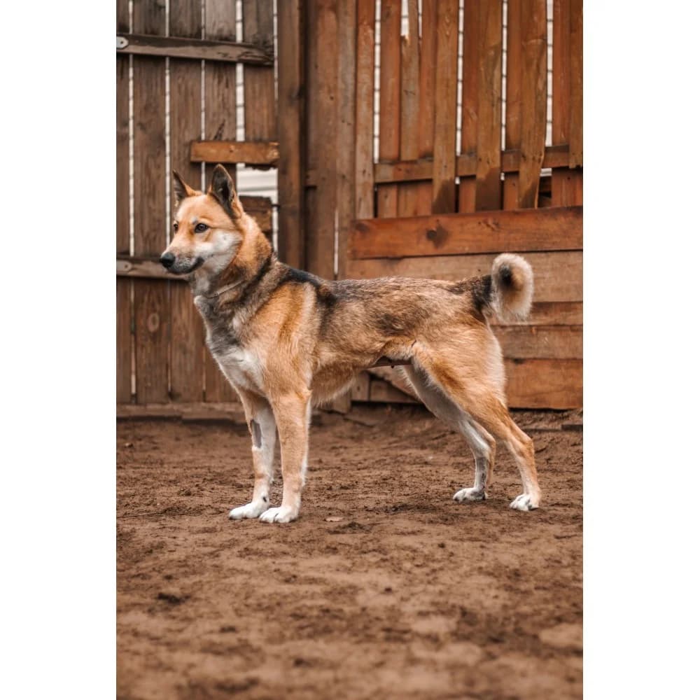 Wizna, female senior Mixed Breed for adoption at Schronisko Bialystok, Białystok