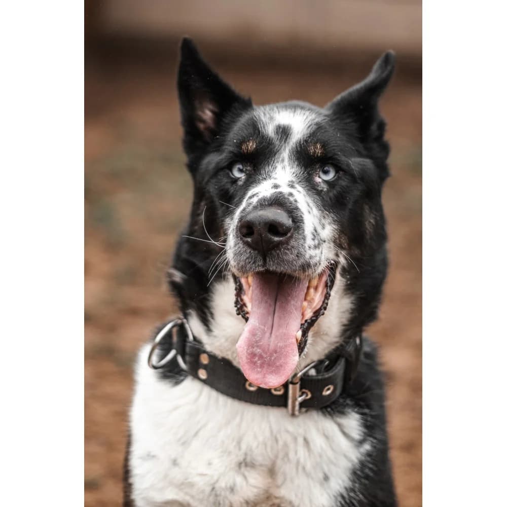 Asior-3, male senior Mixed Breed for adoption at Schronisko Bialystok, Białystok