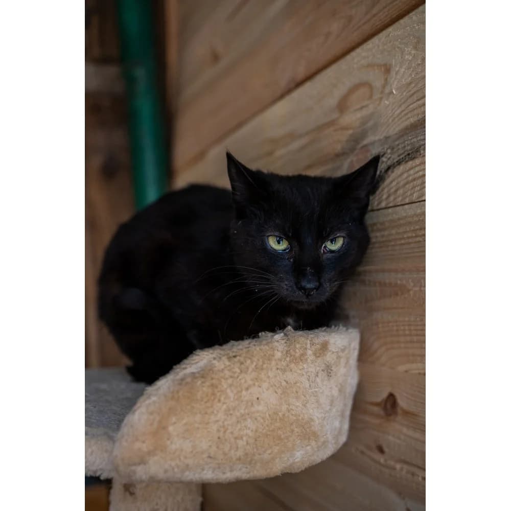 Wiesiek, male senior Mixed Breed for adoption at Schronisko Bialystok, Białystok