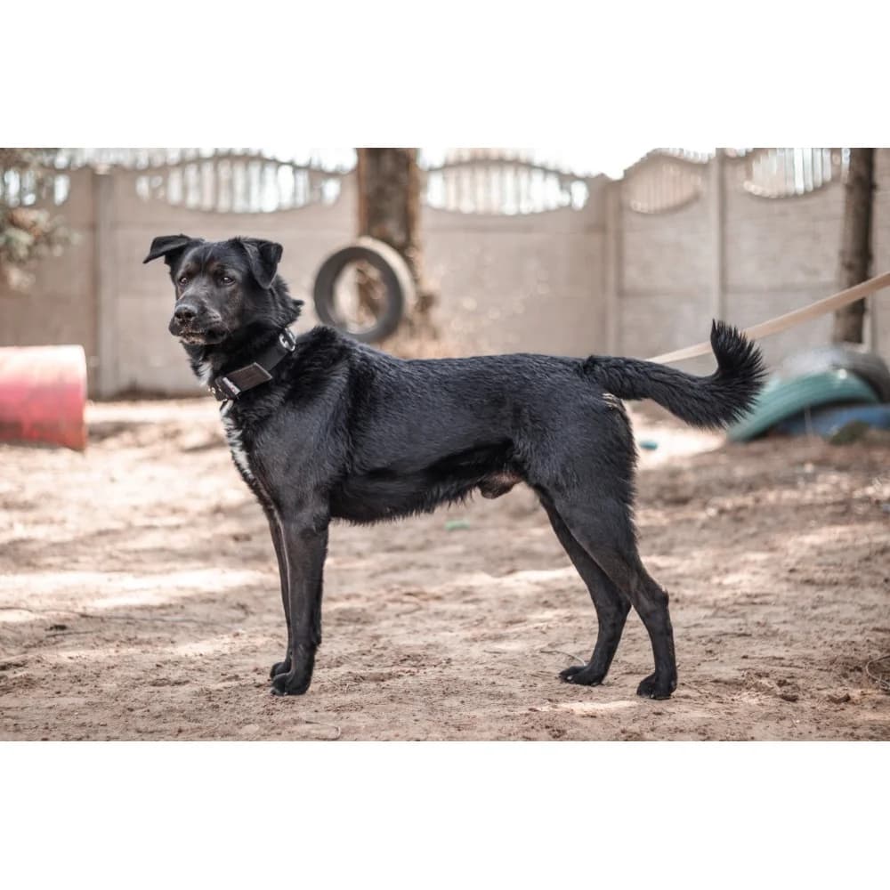 Roki, male senior Mixed Breed for adoption at Schronisko Bialystok, Białystok