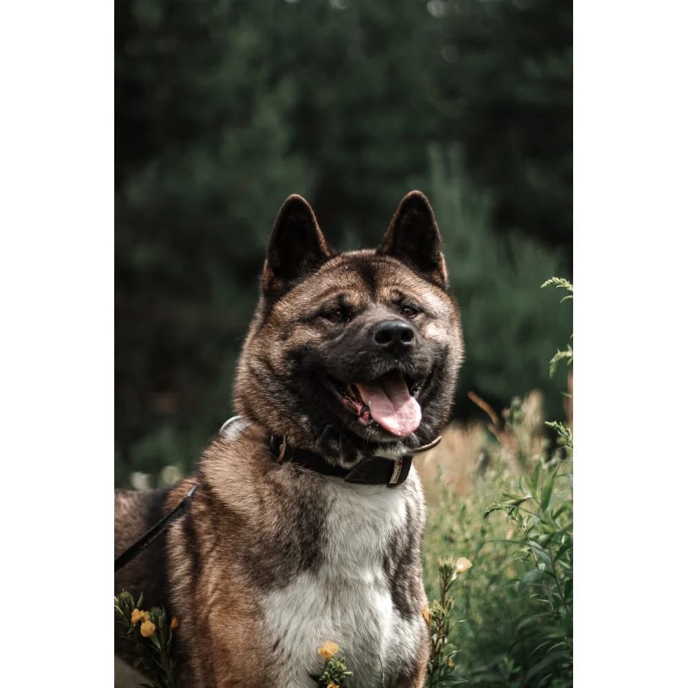 Tajga, female senior Mixed Breed for adoption at Schronisko Bialystok, Białystok