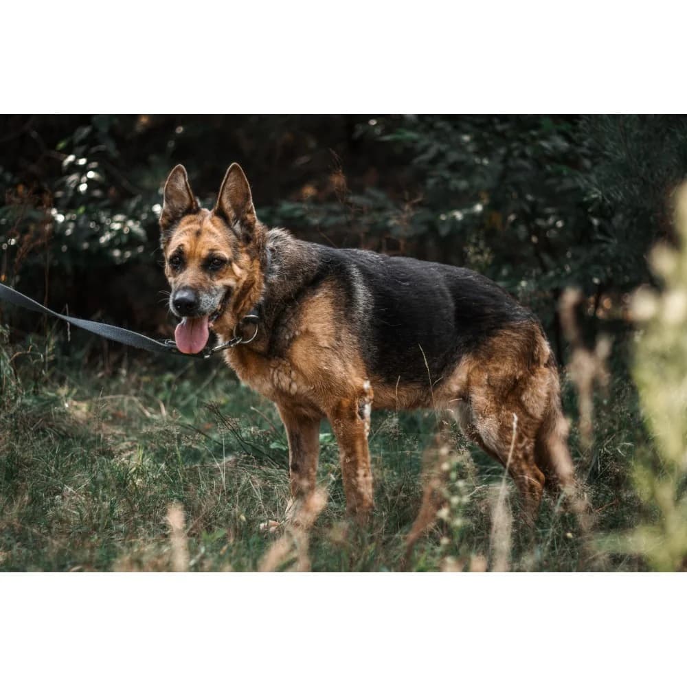 Onka, female senior Mixed Breed for adoption at Schronisko Bialystok, Białystok