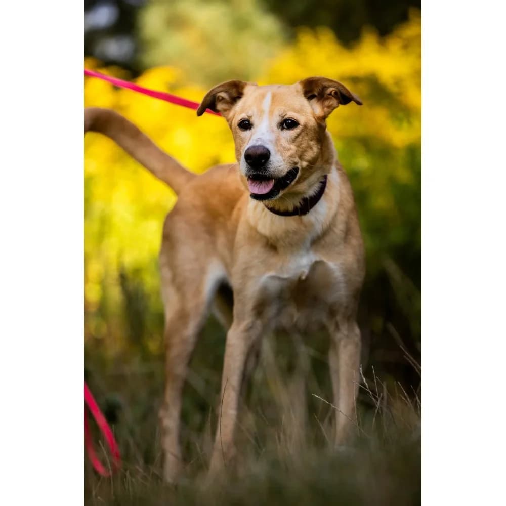 Markiza, female senior Mixed Breed for adoption at Schronisko Bialystok, Białystok