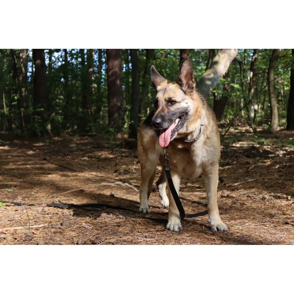 Stefka, female senior Mixed Breed for adoption at Schronisko Bialystok, Białystok