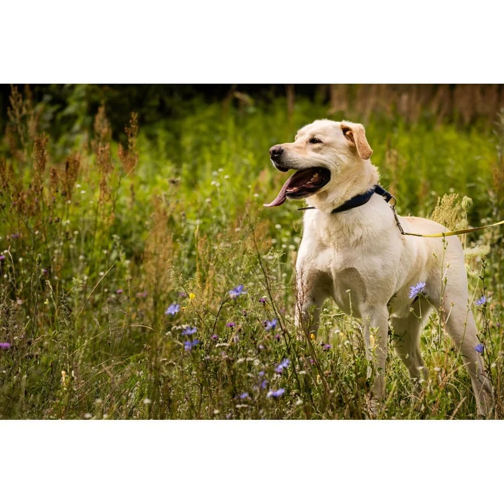 Koni 2, male senior Mixed Breed for adoption at Schronisko Bialystok, Białystok