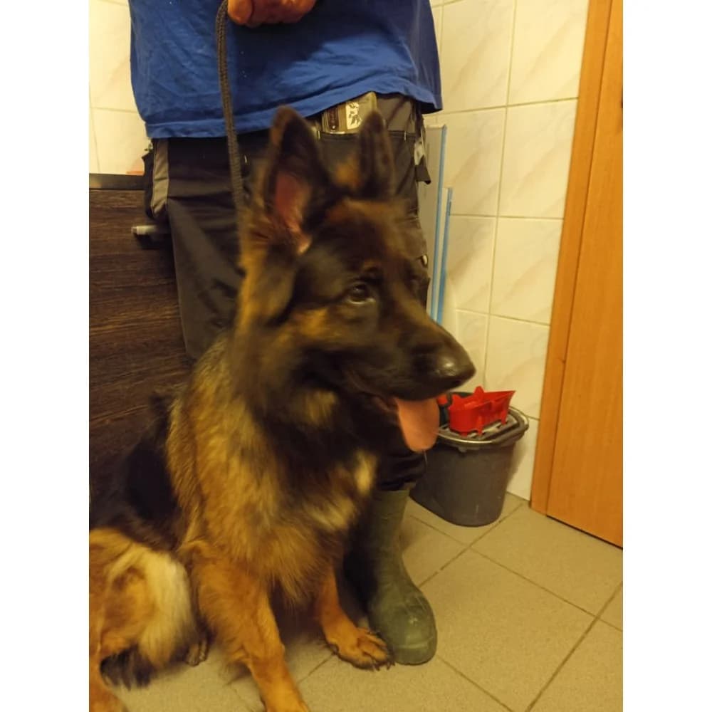 Nika, female senior Mixed Breed for adoption at Schronisko Bialystok, Białystok