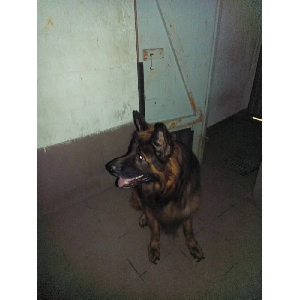 Max, male senior Mixed Breed for adoption at Schronisko Bialystok, Białystok