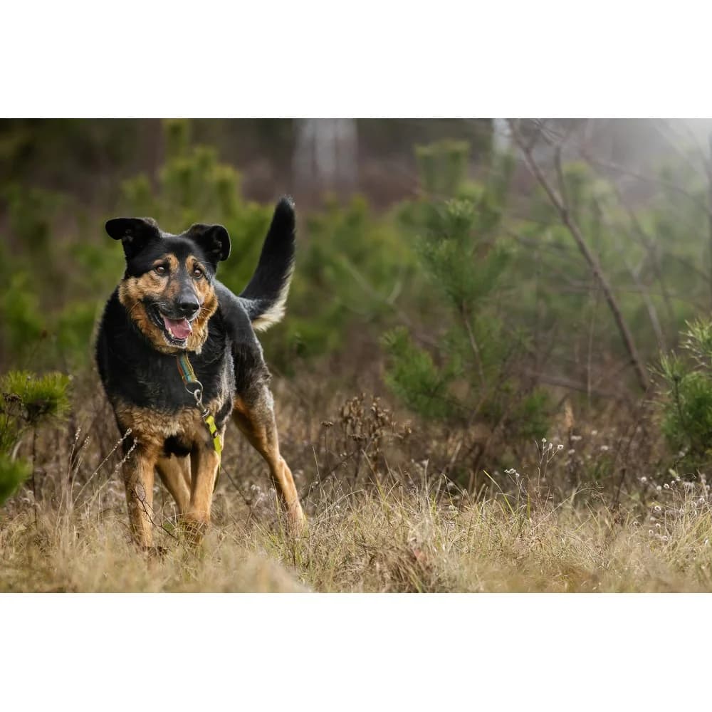 Wasyl, male senior Mixed Breed for adoption at Schronisko Bialystok, Białystok