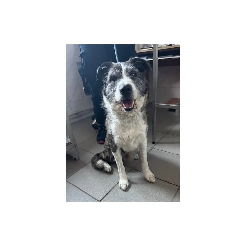 Czesio, male senior Mixed Breed for adoption at Schronisko Bialystok, Białystok