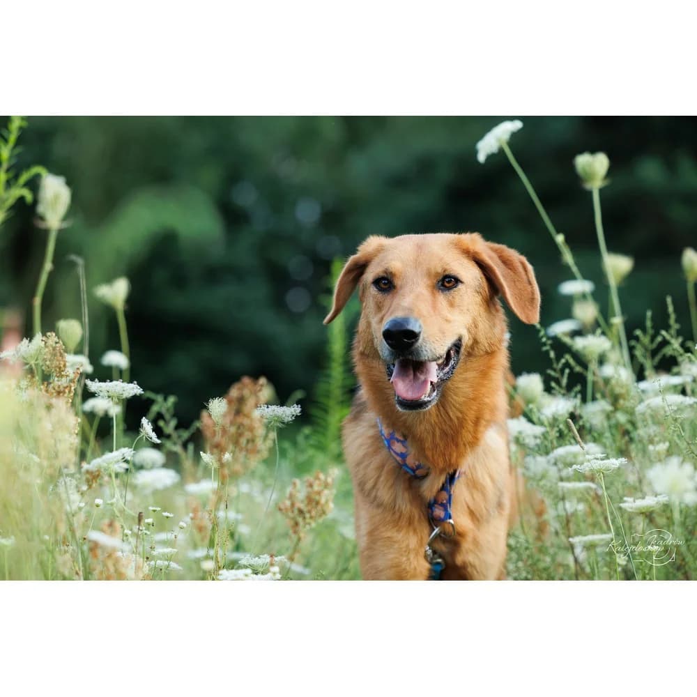 Dusty 2, male senior Mixed Breed for adoption at Schronisko Bialystok, Białystok