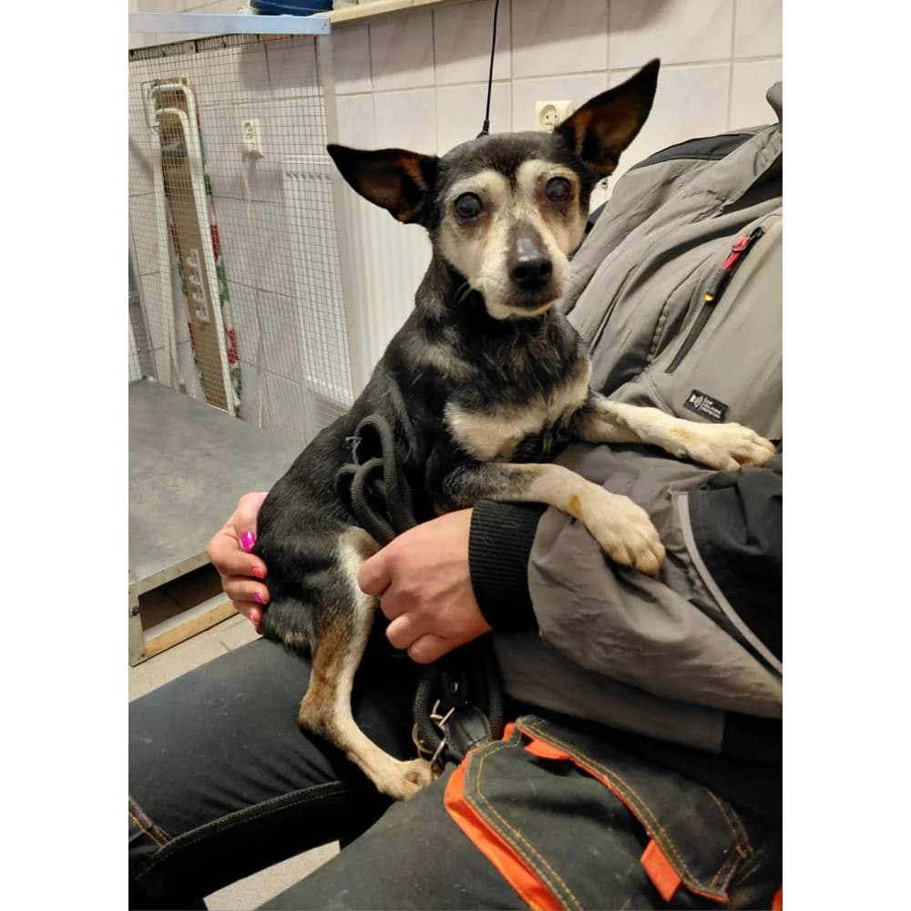 Roma, female senior Mixed Breed for adoption at Schronisko Bialystok, Białystok