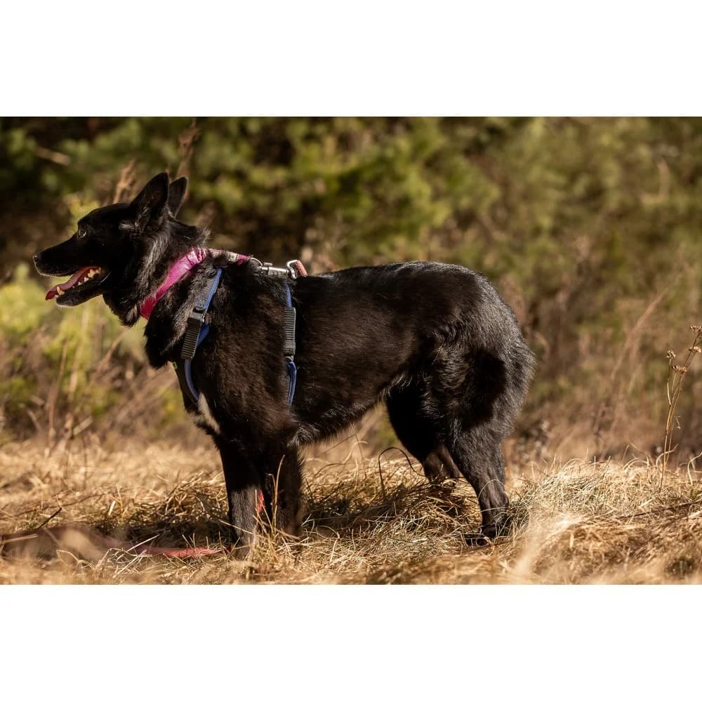 Tęcza, female senior Mixed Breed for adoption at Schronisko Bialystok, Białystok