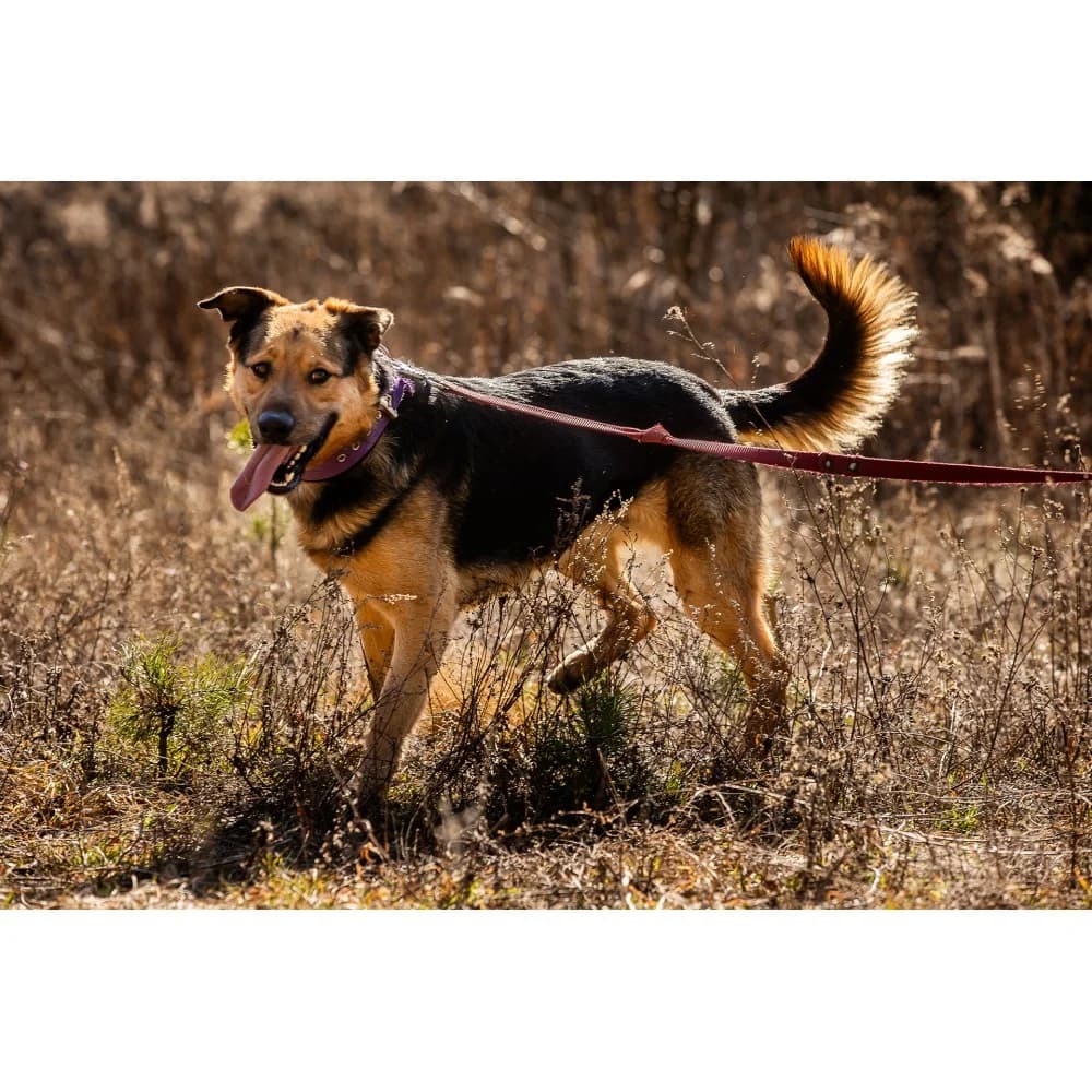 Mars, male senior Mixed Breed for adoption at Schronisko Bialystok, Białystok