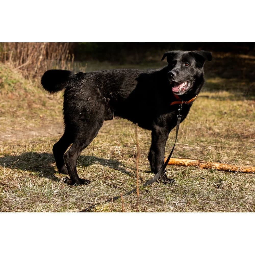 Maxymilian, male senior Mixed Breed for adoption at Schronisko Bialystok, Białystok
