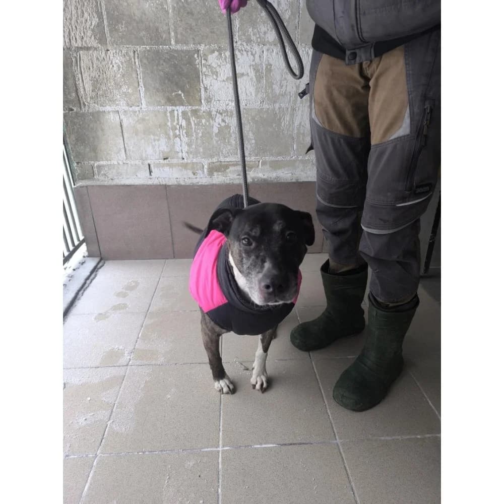 Argeja, female Mixed Breed for adoption at Schronisko Bialystok, Białystok